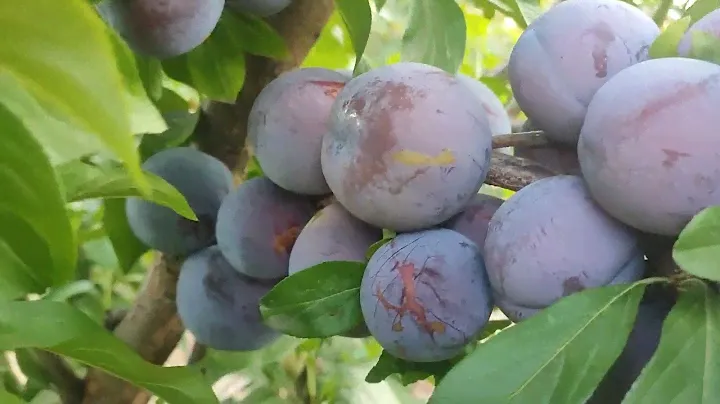 Слива диплоїдна сорт Ерлі Квін (Plum Early Queen) Сигналки 2024 рік