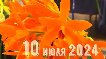 Грабли веерные Для любителей канала Грабли Live  10 07 2024