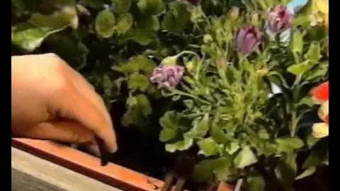 Gardena: Сделай Сам Микрокапельный полив.avi