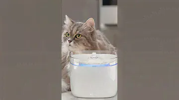 ЛУЧШАЯ ПОИЛКА ДЛЯ КОШЕК