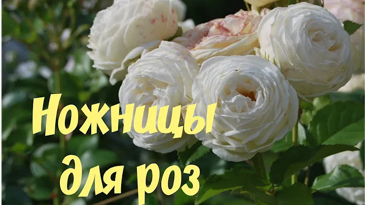 Ножницы для летней обрезки роз. Муж залез к соседям.